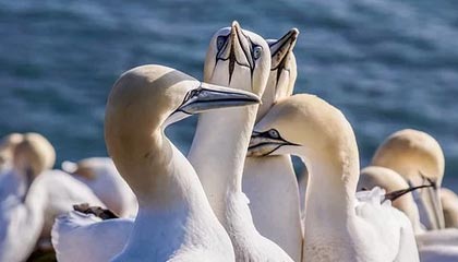 爱游戏体育官方网站-北安普顿中场压制力足，眼镜蛇阵容抢分在即，北安普顿三杰