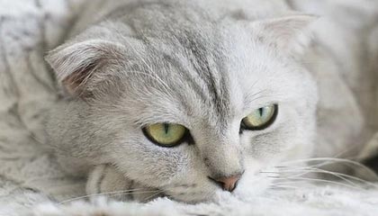 爱游戏在线登录入口-穿越火线 线上锦标赛完美收官，cf锦标赛手游