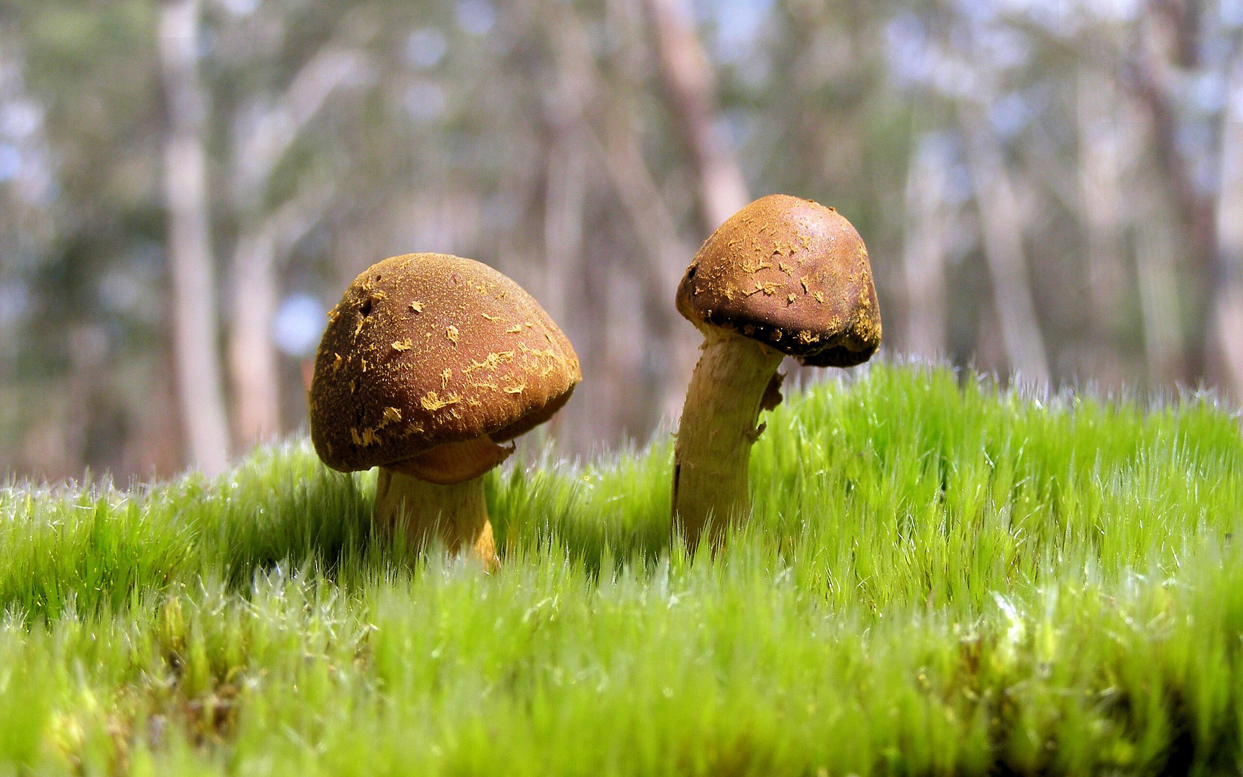 国家队技战术水平提升瓶颈,国家技巧队