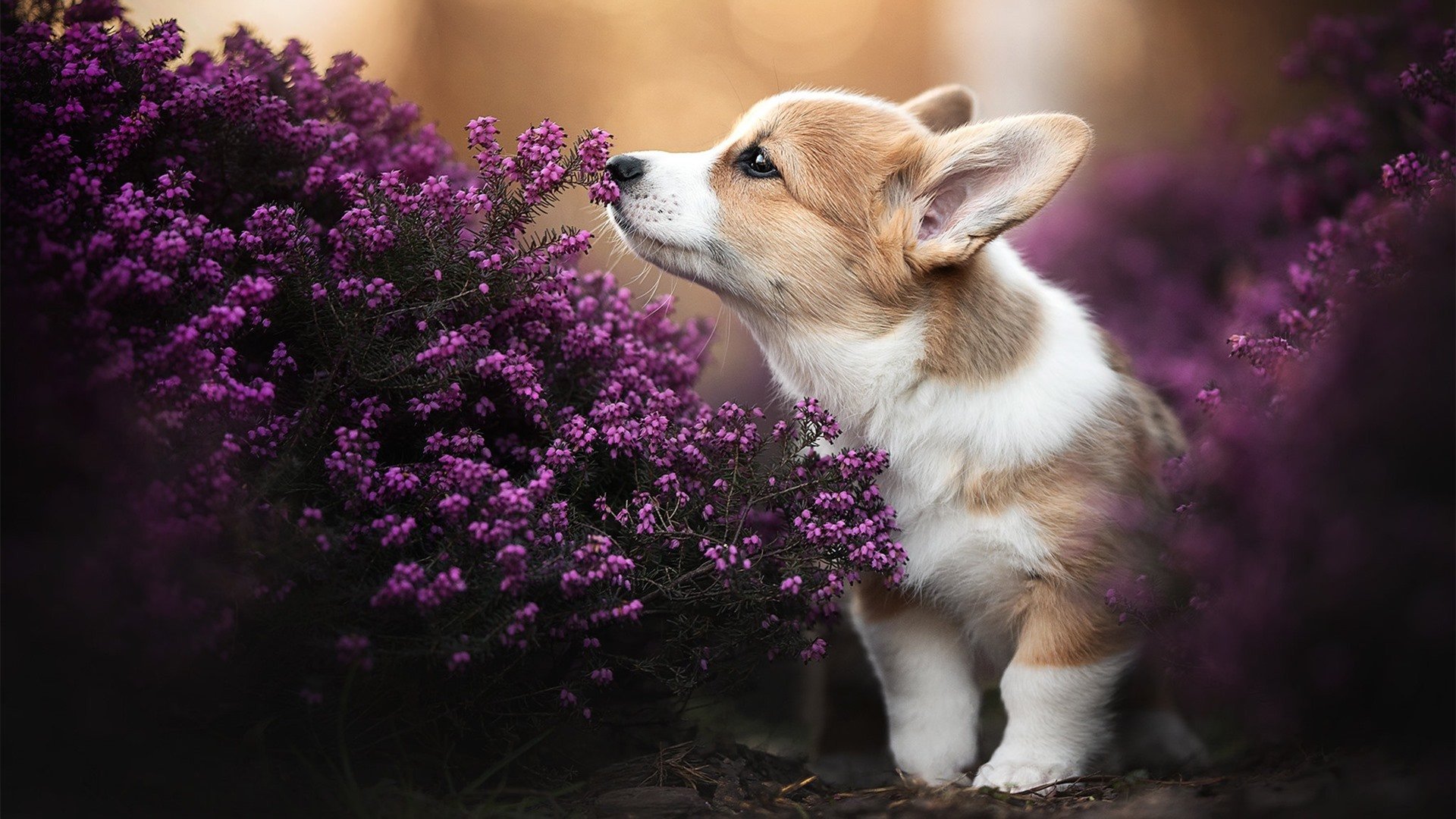 拜仁慕尼黑年轻球员崭露头角,拜仁慕尼黑最帅球员