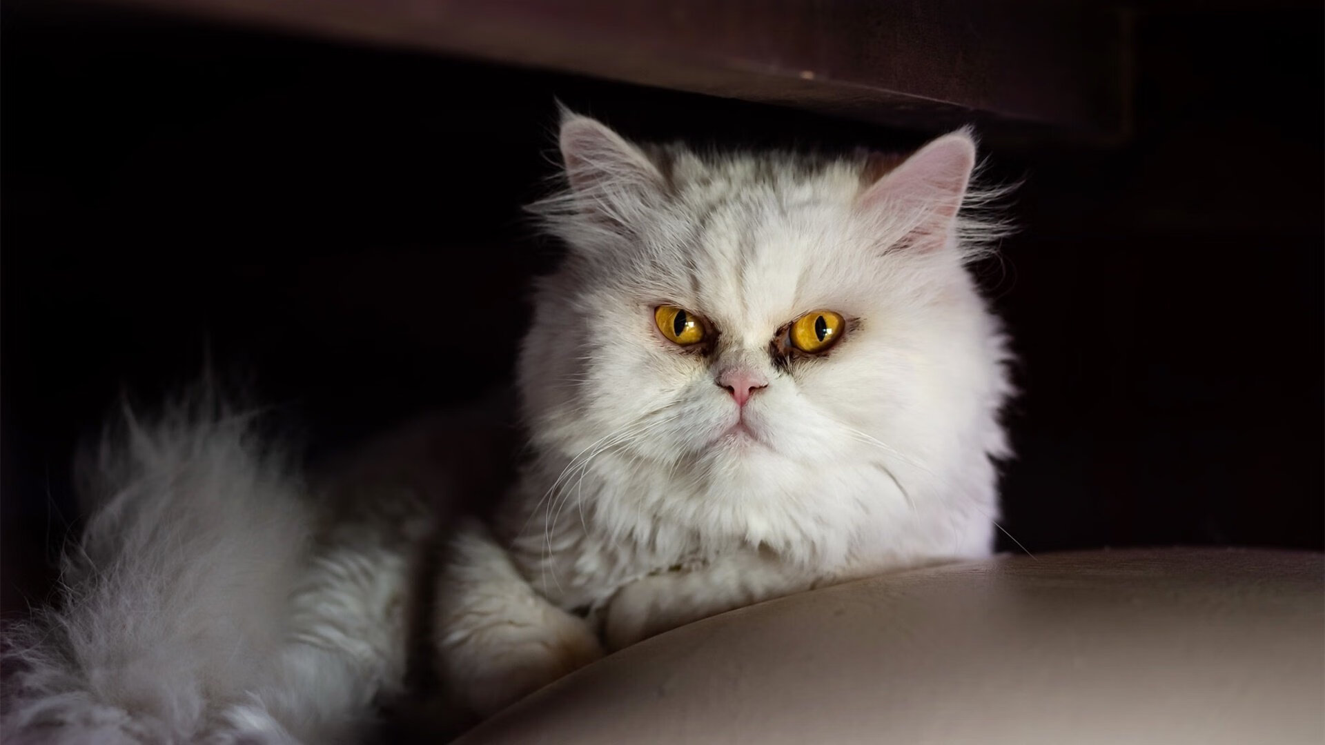 新规则下的乒乓赛事,比赛形式焕然一新,乒乓比赛规程