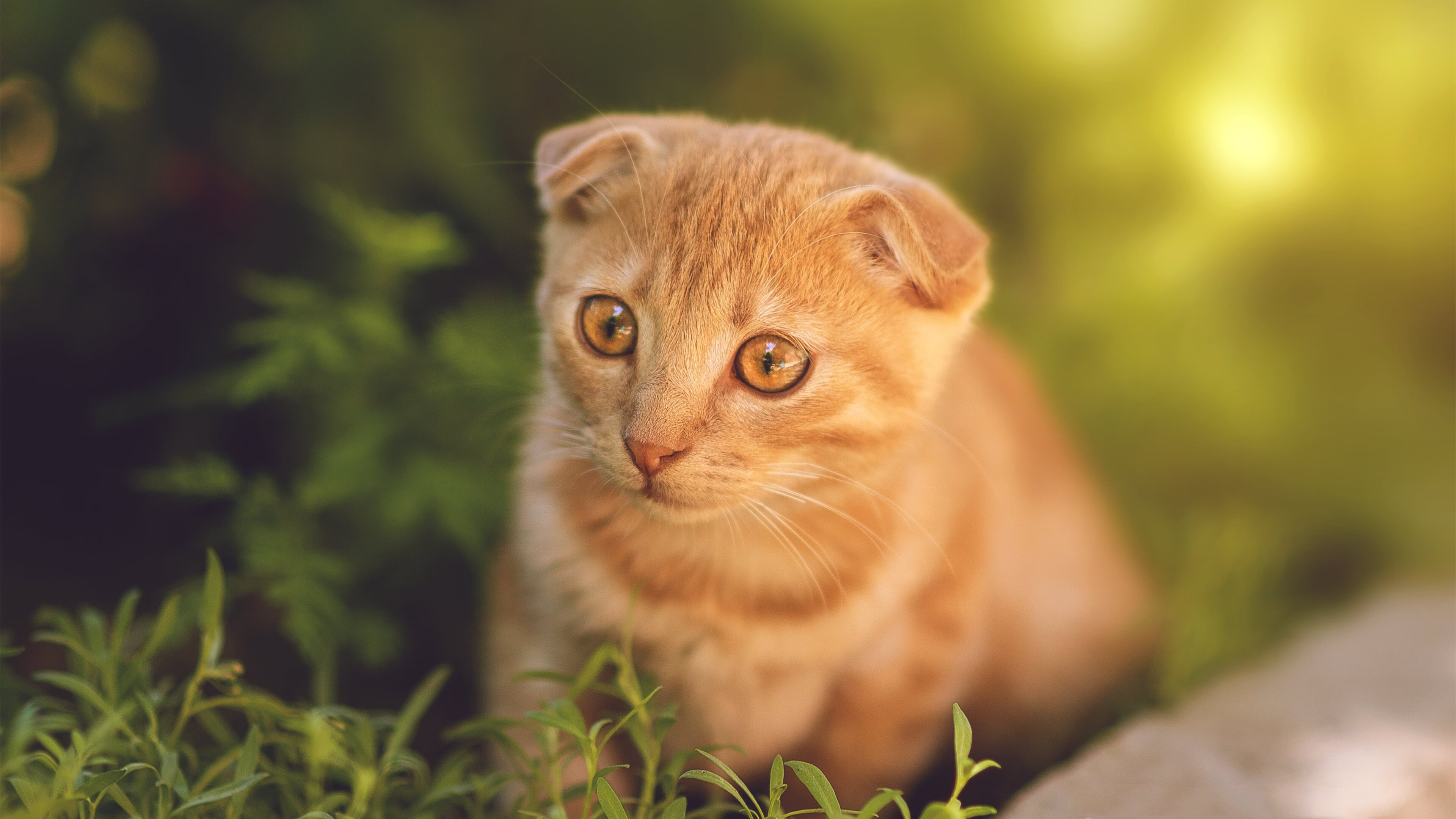 爱游戏娱乐平台-本菲卡配合流畅，几乎掌控比赛，本菲卡出品