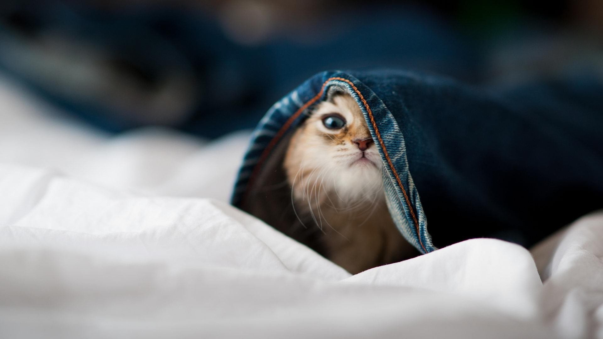 “帕布罗·马特拉的防守表现，成就阿根廷美洲狮队的传奇”