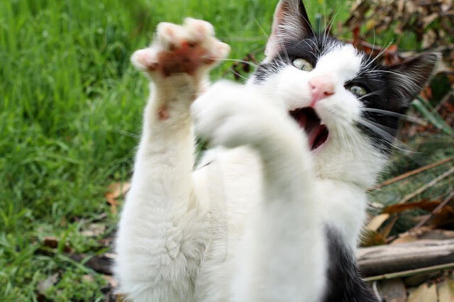 仰泳技术扎实吉尔吉斯斯坦保持优势,火红的萨日朗设为铃声