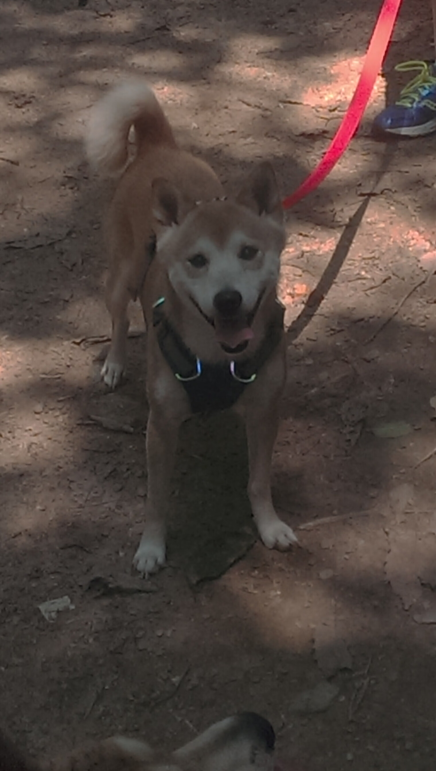 德克斯赛场风采尽显未来潜力，德克斯户外运动公司