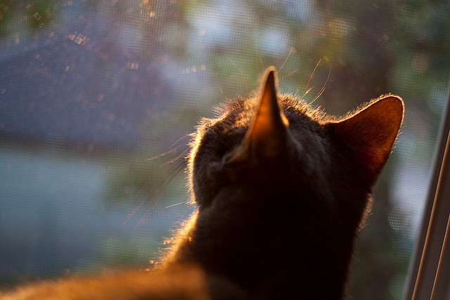 曼联发布全新主场球衣设计，曼联主场球服