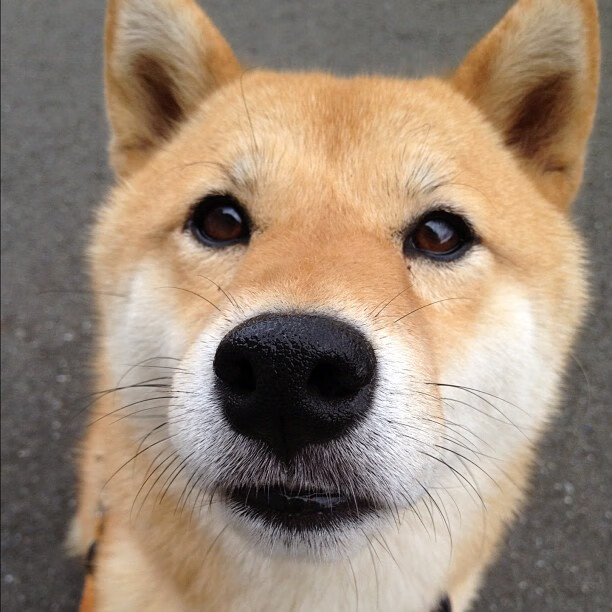 格鲁吉亚女篮在欧洲锦标赛中展现崭新实力,期待突破,格鲁吉亚赛程