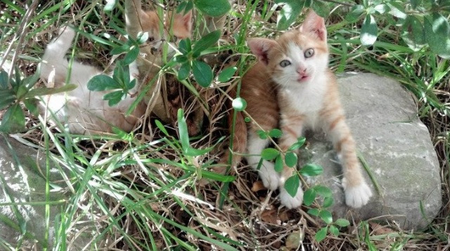 水球大战南非男队攻守平衡，水球大战南非男队攻守平衡球