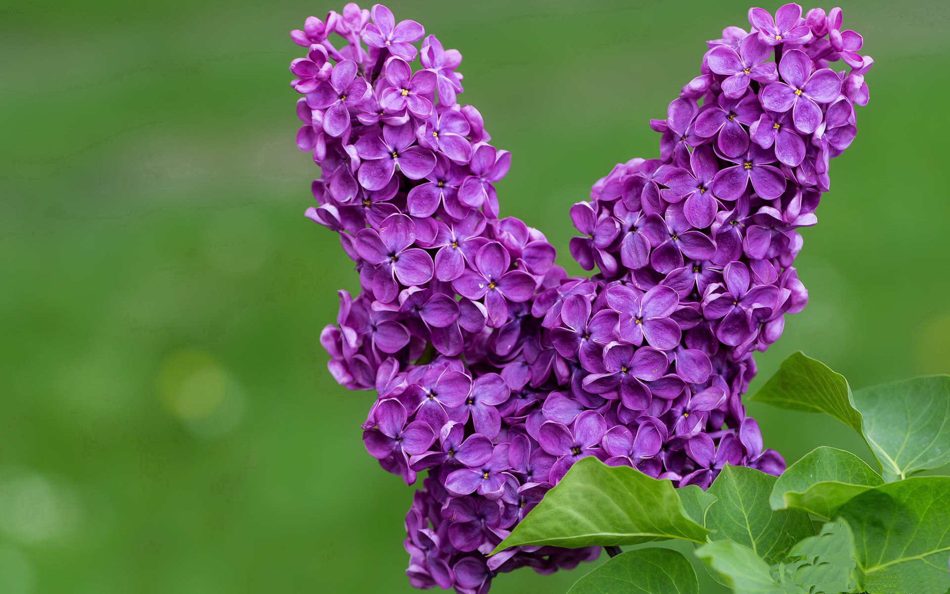 爱游戏官方网站-艾比·德尔福：以坚固的防守为南非队扫清障碍，确保稳健胜利，艾比莱德