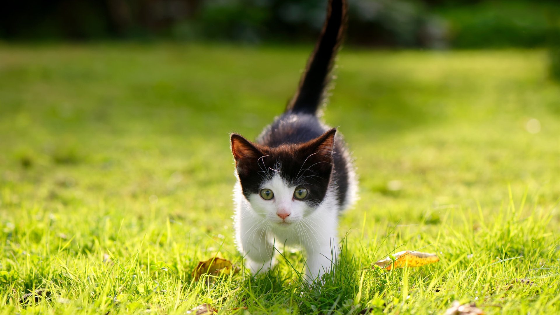 青少年篮球节系列赛事覆盖多个年龄段推动多级联赛发展,青少年篮球联赛有哪些